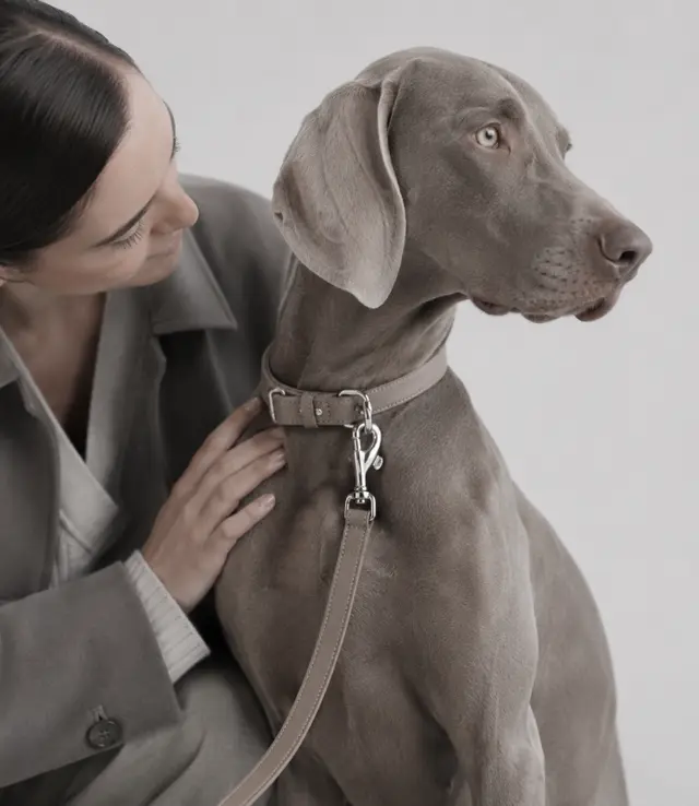 A grey dog wearing a Vellun collar