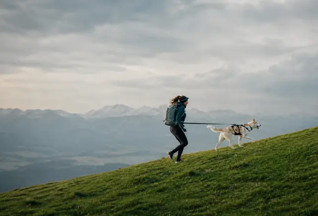 Veyrden pet gear in use outdoors